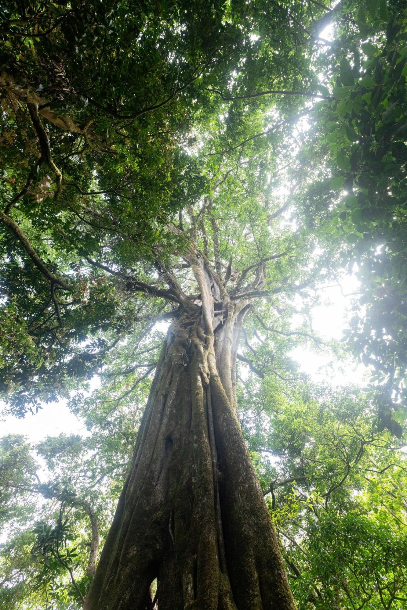 Elida Trails & Eco-Lodge Monteverde 外观 照片